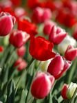 pic for Red Tulips